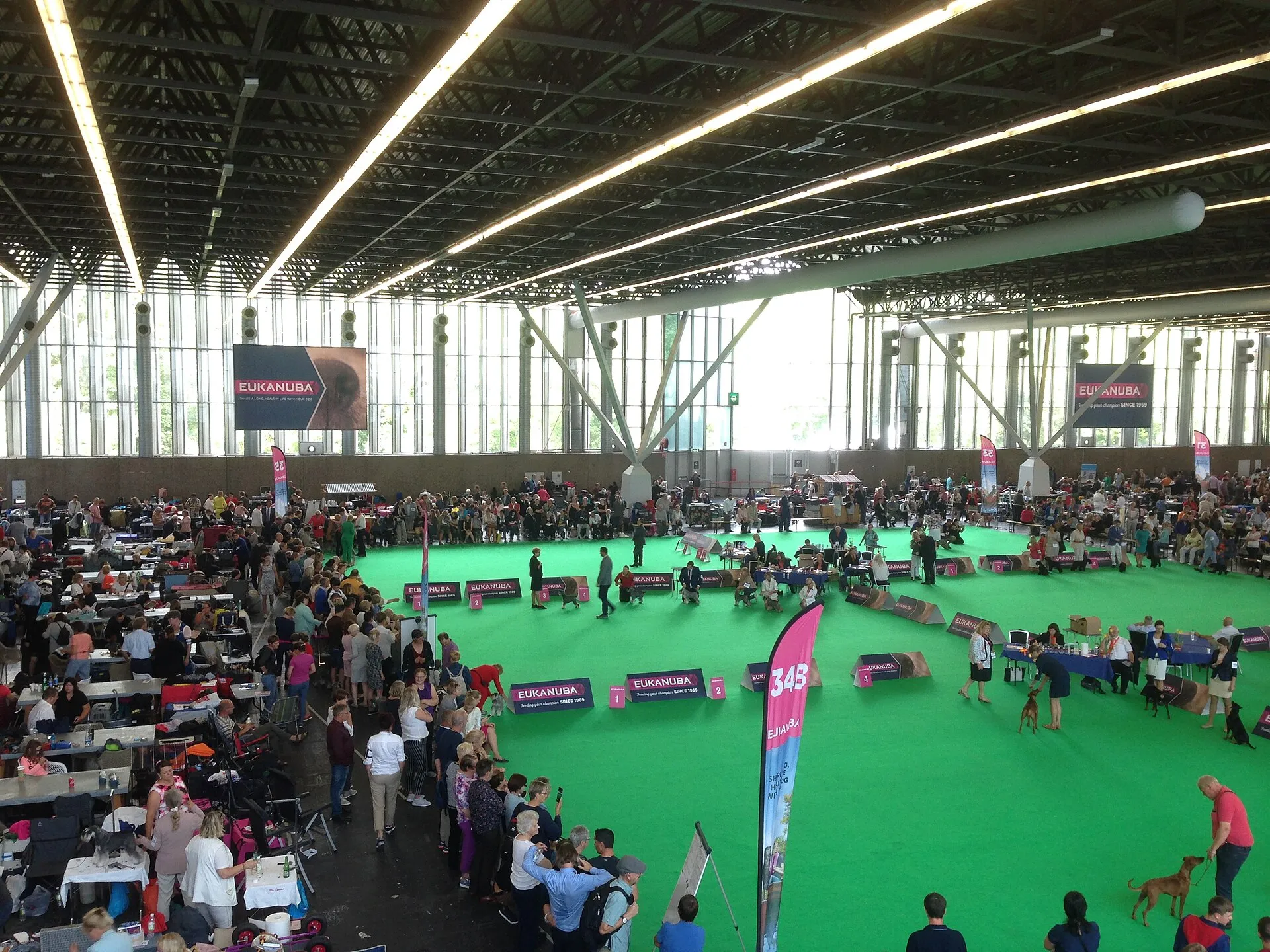 Messehalle mit grünen Ringen bei einer großen Hundeausstellung