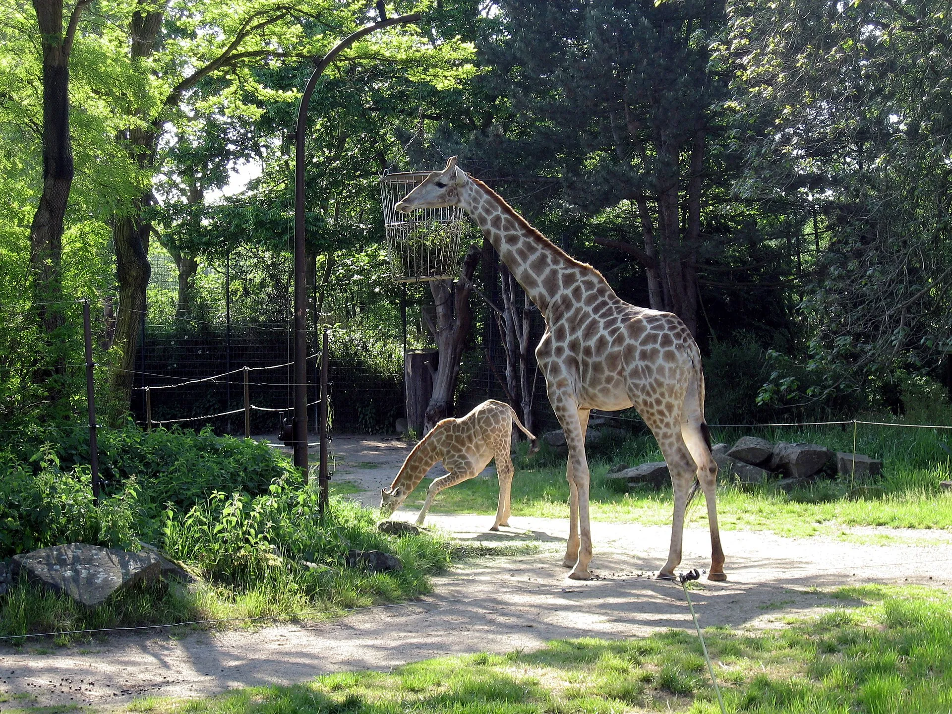 Giraffe mit Jungtier im Außengehege des Zoo Dortmund